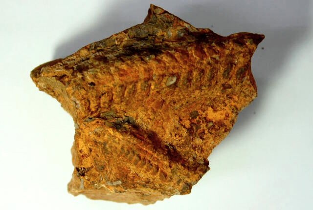 生痕化石(trace fossil)