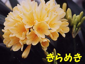 羽陽の華