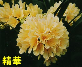 羽陽の華