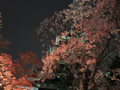 夜桜会