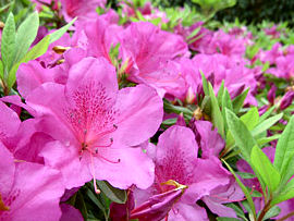 オオムラサキツツジ 大紫躑躅 庭の花0選