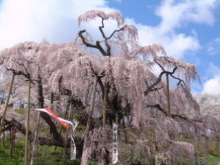 三春の滝桜01