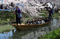 Shingashi River Cherry Blossom Festival